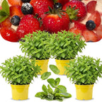 4 Mixed Mint Plants Live for Spring Planting, Fragrant Culinary Herb Mint for Indoor Outdoor Zones 3-11, Very Hardy and Fast Growing, Size 4-7" in Tall