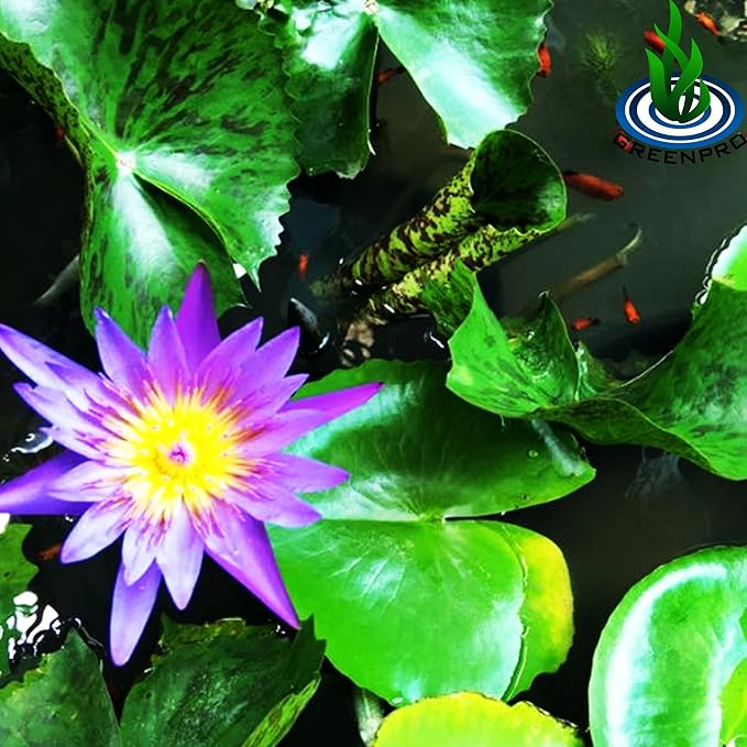 Live Aquatic Plant Nymphaea King of Blue Siam Tropical Water Lilies Tuber for Aquarium Freshwater Fish Pond Decorations by Greenpro