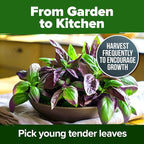 HOME GROWN Thai Basil Seeds Pack - 438 High Germination Heirloom Herb Seeds for Planting,Ideal for Growing Fresh Basil Planting Indoor or Outdoor(Ocimum basilicum VAR.thyrsiflora)