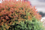 Live Plant from Green Promise Farms - Thuja occidentalis, Fire Chief Globe Arborvitae #2 Gallon Size Container Evergreen