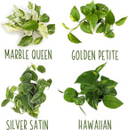 Altman Plants, Live Pothos Plants (4PK) Indoor Plants Live Houseplants, Pothos Live Plant House Plants Indoors Live Plants, Money Plant Indoor Pothos Plant Decor, Devils Ivy Trailing Plants Live