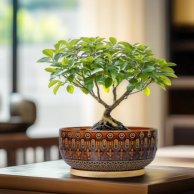 Bonsai Pots - 8 Inch Ceramic Planter with Drainage Hole and Saucer, Boho Round Shallow Succulent Bowl for Indoor Plants Flower, Room Decor, Gifts for Plant Lovers, Brown
