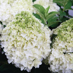 2 Gallon Southern Living Hydrangea White Wedding Shrub