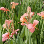 Chalily Canna 'Pink Erebus', a Great Live Pond Plant for Your Water Garden. Filters koi and Goldfish Ponds. Good for Bogs, Plant Shelf or Shallow Water This marginal Aquatic is a Real Beauty