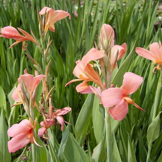 Chalily Canna 'Pink Erebus', a Great Live Pond Plant for Your Water Garden. Filters koi and Goldfish Ponds. Good for Bogs, Plant Shelf or Shallow Water This marginal Aquatic is a Real Beauty