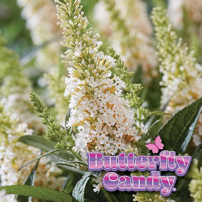 Perfect Plants Butterfly Candy Li'l Coconut Butterfly Bush in 1 Gallon Grower's Pot | Live White Blooming Flowering Shrub for Outdoors & Containers | Attracts Pollinators | Compact Plant | Zones 5-10