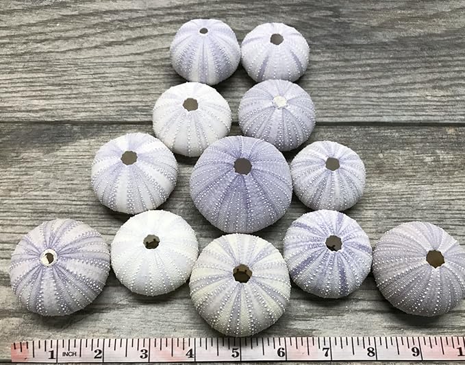 Nautical Crush Trading Sea Urchins Shells for Air Plants - 12 Purple (1.5-2.5") Sea Urchin Shells - Hanging Air Plant Holder - Air Plants Live Holders - Air Plant Pot - No Plants Included