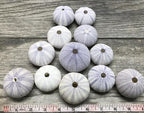 Nautical Crush Trading Sea Urchins Shells for Air Plants - 12 Purple (1.5-2.5") Sea Urchin Shells - Hanging Air Plant Holder - Air Plants Live Holders - Air Plant Pot - No Plants Included
