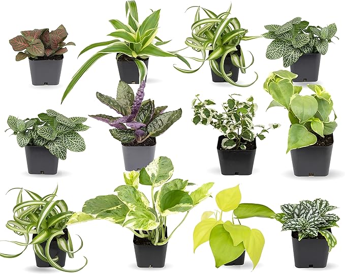 Calathea Prayer Plants Live House Plants Kit (4 PK), Calathea Plant Live Indoor Plants & Easy to Grow Houseplants (12 Pack) Live House Plants in Plant Containers