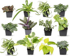 Plants for Pets Easy to Grow Houseplants (12 Pack) & Altman Plants Live Succulent Plants (20 Pack) - Indoor Plants in Plant Pots