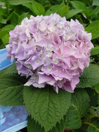 Endless Summer Collection - Hydrangea mac. Endless Summer The Original (Reblooming Hydrangea) Shrub, RB pink or blue, #2 - Size Container