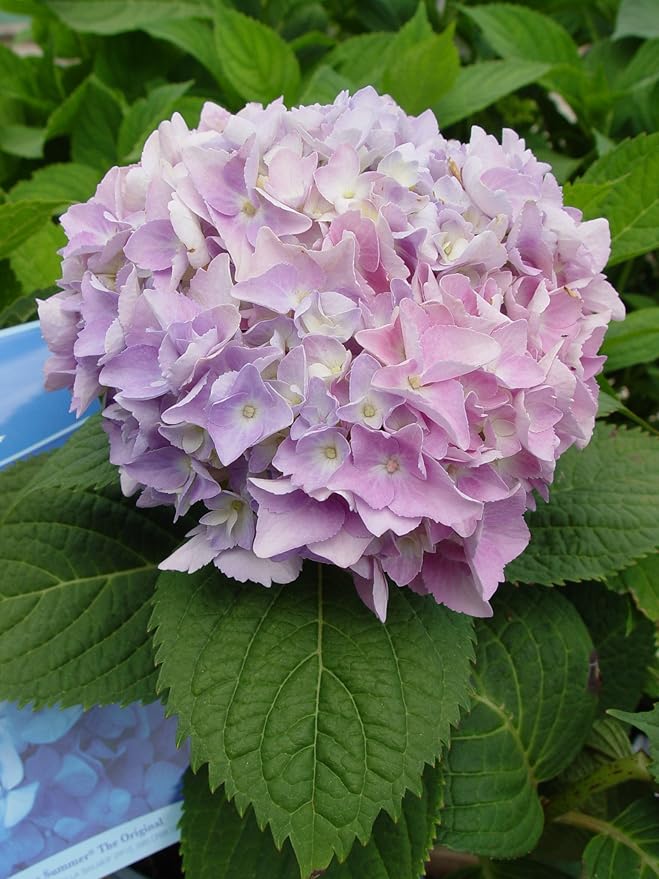 Endless Summer Collection - Hydrangea mac. Endless Summer The Original (Reblooming Hydrangea) Shrub, RB pink or blue, #2 - Size Container