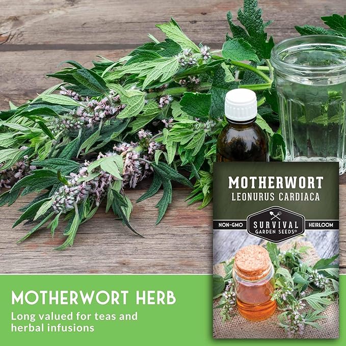 Motherwort Seeds for Planting - Plant & Grow Lion's Tail Medicinal Herbs in Your Home Herb Garden - Non-GMO Heirloom Variety - Survival Garden Seeds