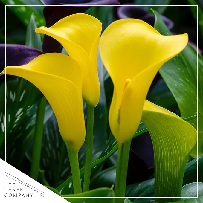 Live Flowering Calla Lily (2 Plants Per Pack) - Yellow, 3+ Blooms - Beautiful Spring Perennial - 12" Tall by 5" Wide in 1 Qt Pot