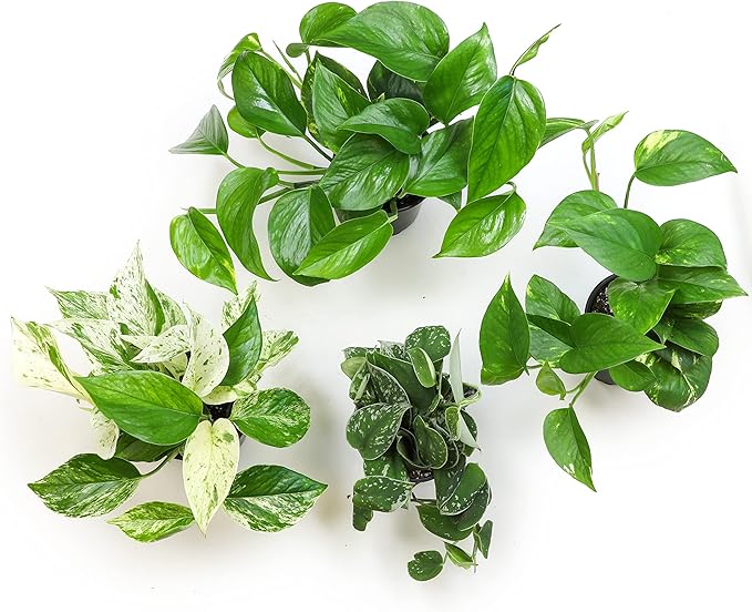 Altman Plants Live Pothos Plants (4PK) and Assorted Indoor Plants (12PK) Bundle