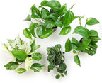 Altman Plants Live Pothos Plants (4PK) and Assorted Indoor Plants (12PK) Bundle