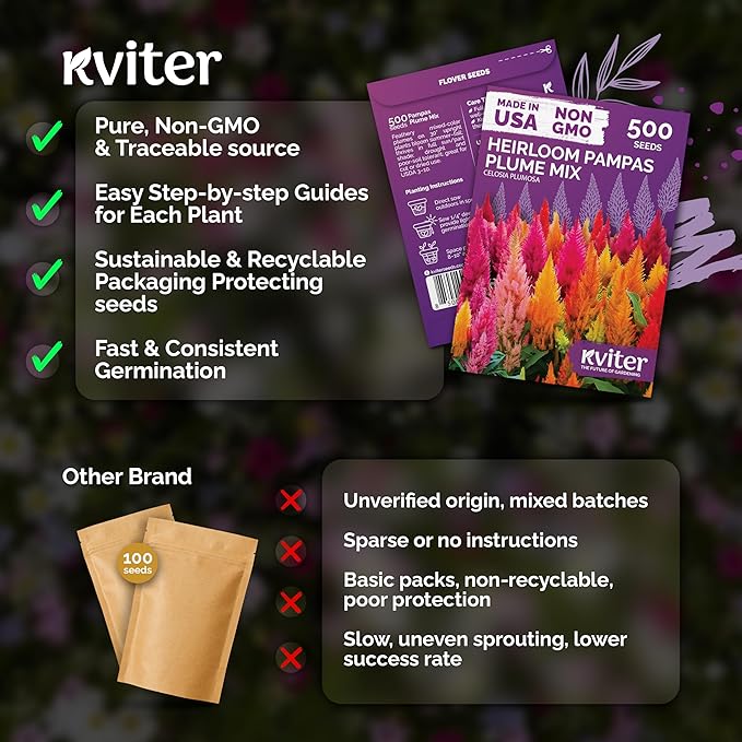 KVITER 500 Mixed Pampas Plume Seeds for Planting (Celosia plumosa) – Celosia Flower Seeds, Silver Plumes Cockscomb – Non GMO Full Sun Flower Seed Packets for Home Garden, Containers, Flowers Beds