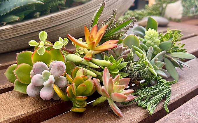 10 Assorted Live Succulent Cuttings, No 2 Succulents Alike, Great for Terrariums, Mini Gardens, and as Starter Plants. Live Succulents Plants for DIY Projects and Home Decor (10, Small)
