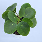 Chinese Money Plant Live (Pilea Peperomioides) | Available in 2.5 Inch & 4 Inch Nursery Pot or Add Our Geometric Self-Watering Planter | Air Purifying (Nursery Pot, 4 inch Pot)