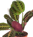 Shop Succulents Maranta Red, Hanging Live Indoor Plant, Prayer Plant, Easy Care Hanging Trailing Houseplant in Nursery Pot, Air Purifying Plant in Soil, Housewarming, Home Décor, Trails 4-6 Inches