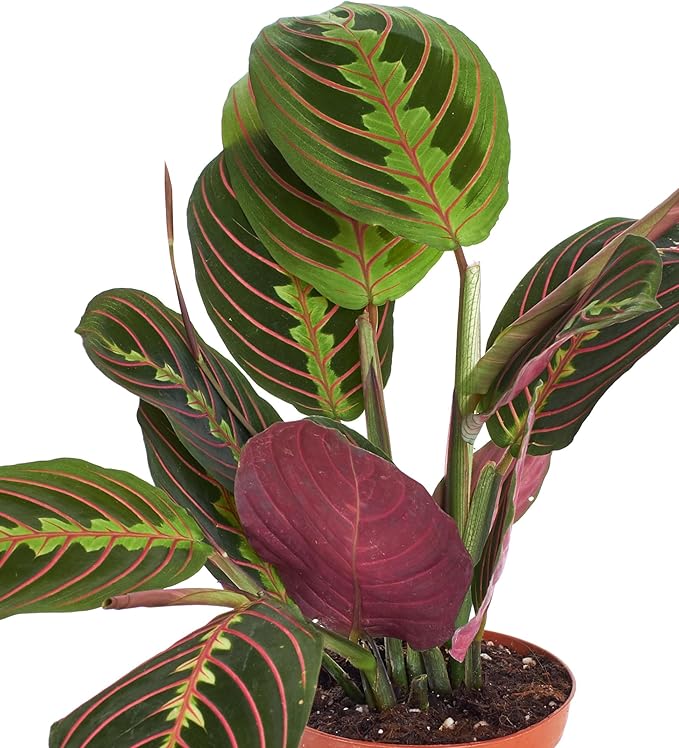 Shop Succulents Maranta Red, Hanging Live Indoor Plant, Prayer Plant, Easy Care Hanging Trailing Houseplant in Nursery Pot, Air Purifying Plant in Soil, Housewarming, Home Décor, Trails 4-6 Inches