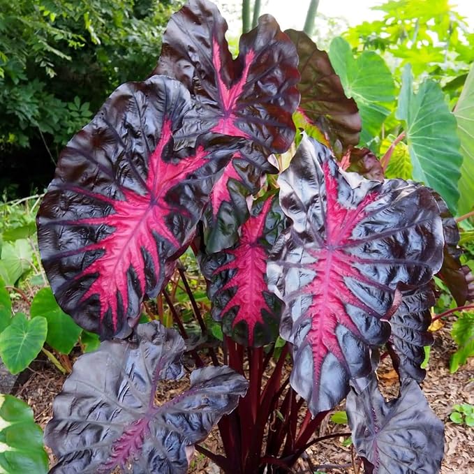 Elephant Ear Plants, Rare Colocasia Plant Live, Perennial Esculenta Taro Alocasia 4-8 Inch Tall, Indoor Outdoor Garden (Variegated Black)