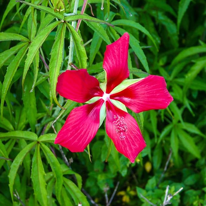 Chalily Water Hibiscus, a Great Live Pond Plant for Your Water Garden. Filters koi and Goldfish Ponds. Good for Bogs, Plant Shelf or Shallow Water This marginal Aquatic is a Real Beauty