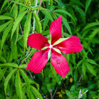 Chalily Water Hibiscus, a Great Live Pond Plant for Your Water Garden. Filters koi and Goldfish Ponds. Good for Bogs, Plant Shelf or Shallow Water This marginal Aquatic is a Real Beauty