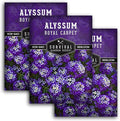 Alyssum Seeds for Planting - Sweet Royal Carpet Purple Variety - Fragrant Perennial Flower & Ground Cover - Heirloom Non-GMO - Survival Garden Seeds (3 Packs)