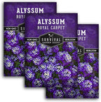 Alyssum Seeds for Planting - Sweet Royal Carpet Purple Variety - Fragrant Perennial Flower & Ground Cover - Heirloom Non-GMO - Survival Garden Seeds (3 Packs)