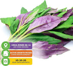 Okinawa Spinach - Gynura crepioides - Wellspring Garden Starter Plant - Easy to Grow Edible Plant - Vegetable Live Plant for Indoor & Outdoor Growing & Planting - Ideal for Home, Backyard (2-Pack)