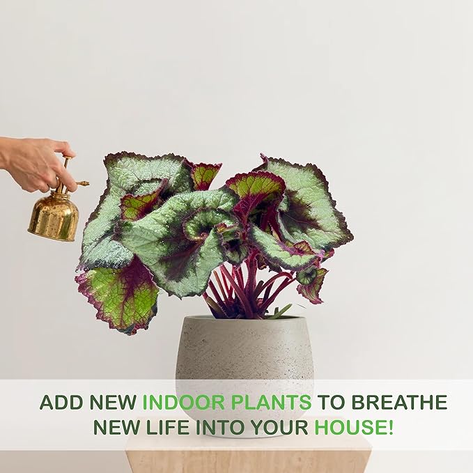 LEAL PLANTS ECUADOR Begonia Rex Escargot (Pack of 2) – Attractive Indoor Plant,Easy Care, Air-Purifying House Plant for Wellness & Home Decor, Office Desk, Unique Sustainable Gift for Plant Lovers