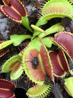 3 Inch Live Venus Fly Trap Live Plant 3PK, Venus Fly Trap Soil, Live Venus Flytrap Live Plants Indoor Plants Live Houseplants, Venus Fly Trap Pot, Venus Fly Trap Plant House Plants by Plants for Pets