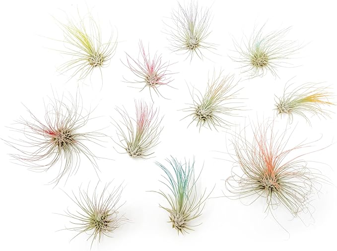 Lavender Colorful Tillandsia Air Plants - Long Lasting Color Enhanced Live Tillandsia Succulent House Plants - Home and Garden Decor - Easy Care Indoor and Outdoor Plants