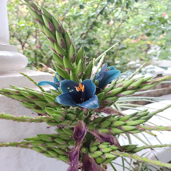 10+ Blue Sapphire Tower Plant Seeds (Puya Alpestris), Rare & Exotic Flowering Cactus, Perennial, Hardy, Pollinators Friendly -QAUZUY GARDEN