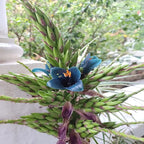 10+ Blue Sapphire Tower Plant Seeds (Puya Alpestris), Rare & Exotic Flowering Cactus, Perennial, Hardy, Pollinators Friendly -QAUZUY GARDEN