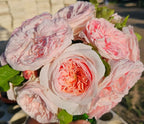 Claire Rose Bush, Rare Plants, Rose Bushes Ready to Plant, 2 Quart Pot, Live Plants Outdoor, Plant Gifts, Roses, Rare Plants, Perennial Plants, Outdoor Plants Live