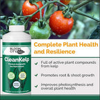 Bloom City Seaweed and Kelp Fertilizer – Liquid Seaweed Supplement for Stronger Roots, Faster Growth & Improved Stress Tolerance, 8 oz