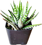 Zebra Plant - Haworthia fasciata - Easy to Grow/Hard to Kill Succulent- Live Succulents Plants in a 2" Pot by Fat Plants