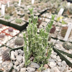 Ruschia perfoliata Cacti Cactus Succulent Real Live Plant
