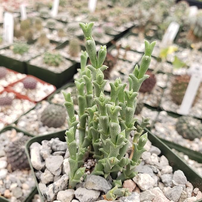 Ruschia perfoliata Cacti Cactus Succulent Real Live Plant