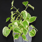 Peperomia Cupid Live Plant, 4 Inch Growers Pot, Indoor Houseplant