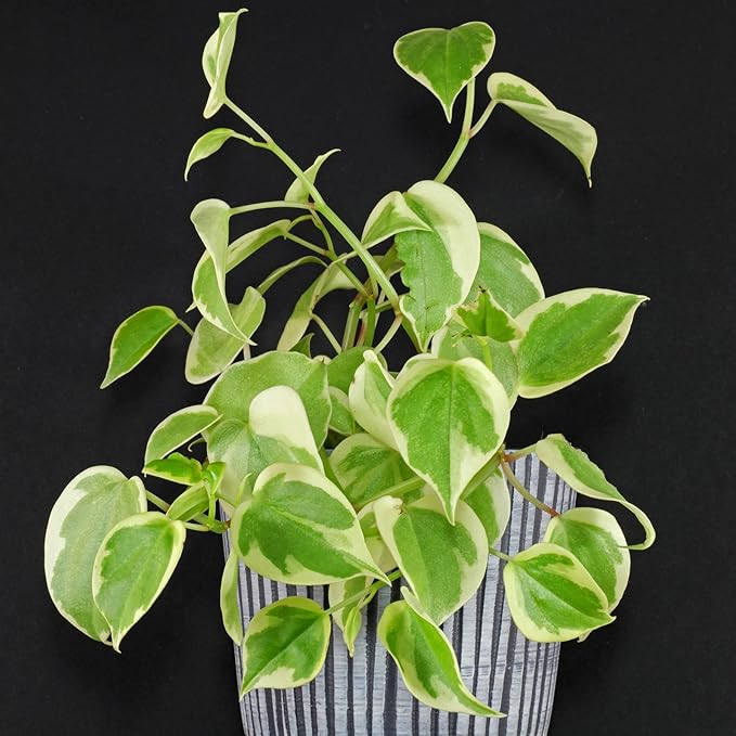 Peperomia Cupid Live Plant, 4 Inch Growers Pot, Indoor Houseplant