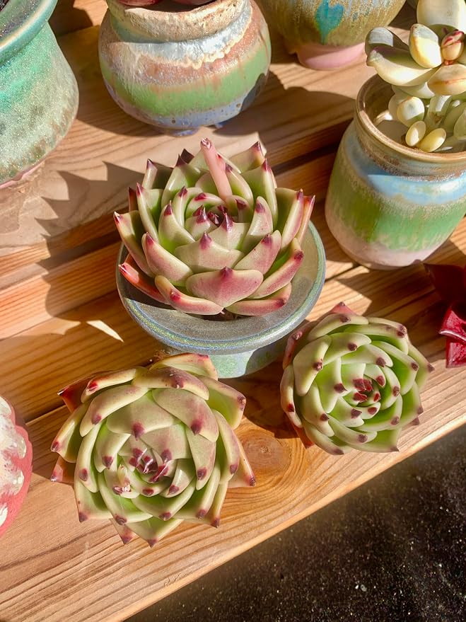 Echeveria Agavoides Blue Dragon Rare Live Succulent Plants, 1 Head Pot Size 2.5 Live Plant, Excludes Pot & Soil, Garden Indoor Office Desk, Party Baby Shower Decor, Gift for Plant Enthusiasts