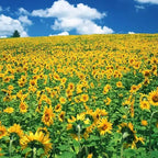 Mix Sunflower Seeds to Plant, 100+pcs Rare Perennial Sunflower Flower Seeds for Planting, Non-GMO Heirloom Flowers Plants Attracts Pollinators for Home Garden Outdoors