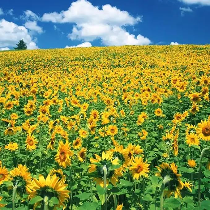 Mix Sunflower Seeds to Plant, 100+pcs Rare Perennial Sunflower Flower Seeds for Planting, Non-GMO Heirloom Flowers Plants Attracts Pollinators for Home Garden Outdoors
