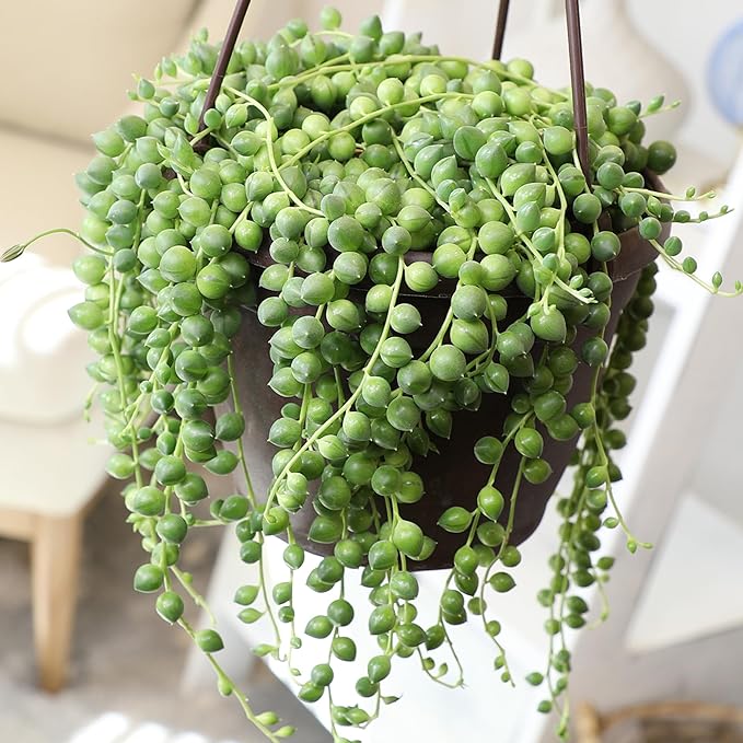 Live String of Pearls Succulent Plant Decor Hanging Basket, Real Succulents & Houseplants for Home or Office, Senecio Rowleyanus, Unique House Plants