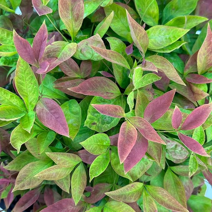 Blooming & Beautiful - Blush Pink Nandina - 3 gal - Southern Living - Dwarf Evergreen Shrub - Pink Colored Foliage - Compact Low Growing - Zones 6-10 - Nandina domestica 'Aka' PP19916-3 Gallon Pot