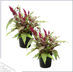 Live Celosia - Dragon's Breath - 2 Plants Per Pack - Beautiful Color - 15" Tall by 8" Wide in 2.5 Qt Pot