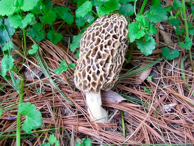 Large Kit Morel Mushroom Spores in Sawdust Seed Spore kit 25 Gallon kit